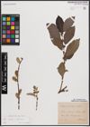 Foto von Salix caprea L. x Salix silesiaca Willd.
